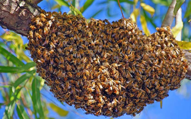 bees image