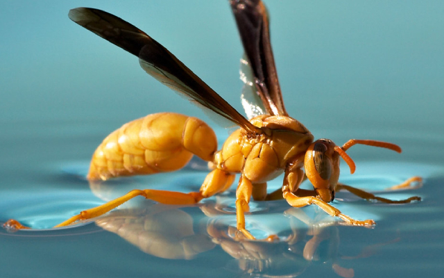 wasp image
